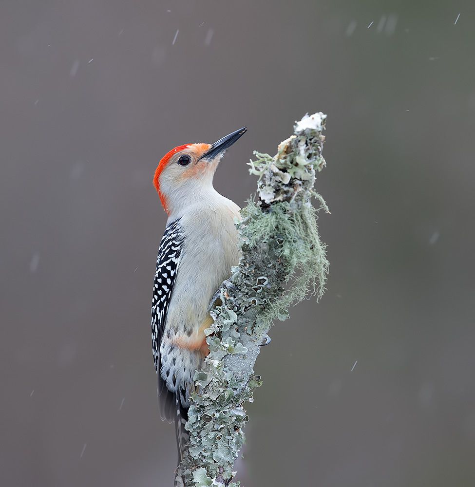 Winter Beauty - Зимние гости