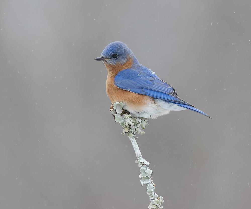 Winter Beauty - Зимние гости