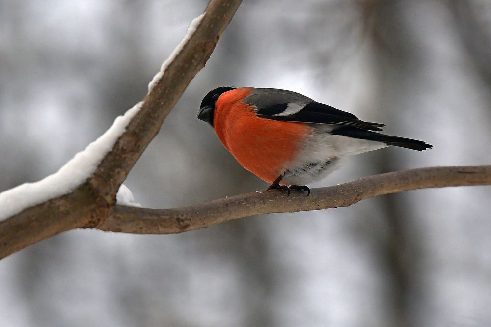 Bullfinch..