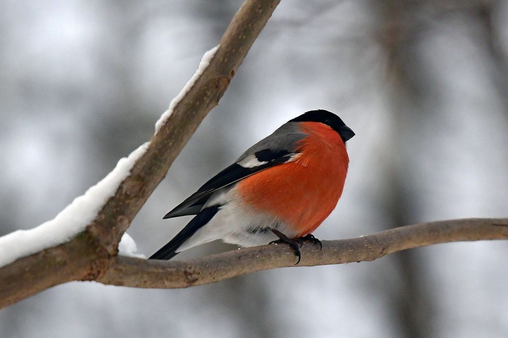 Bullfinch..