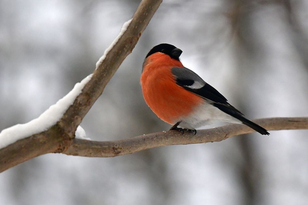 Bullfinch..