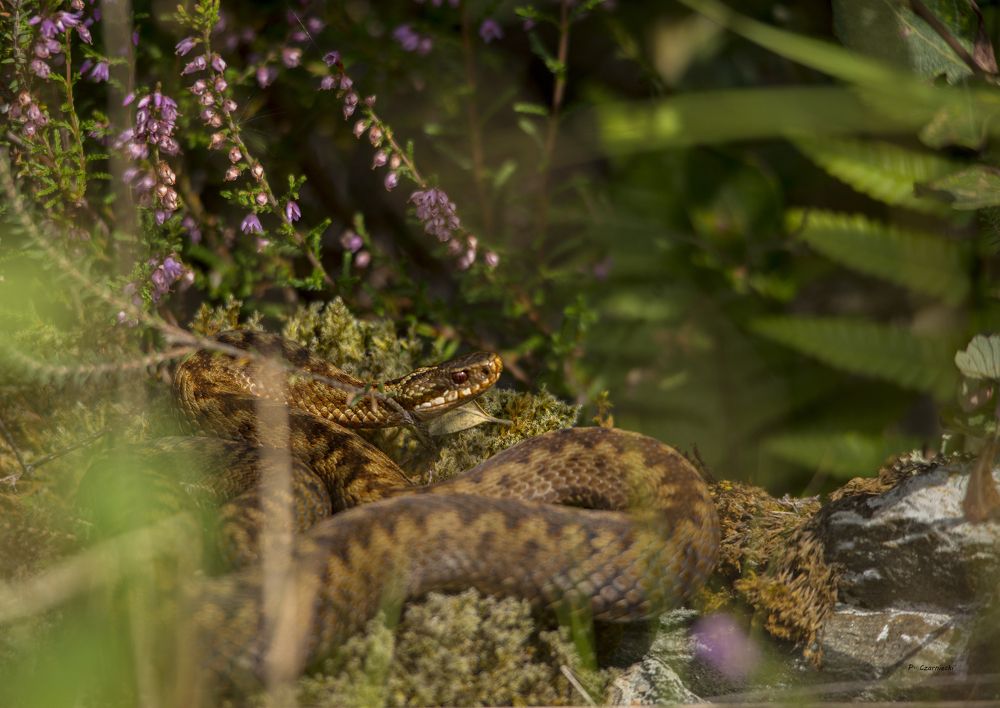 Vipera berus