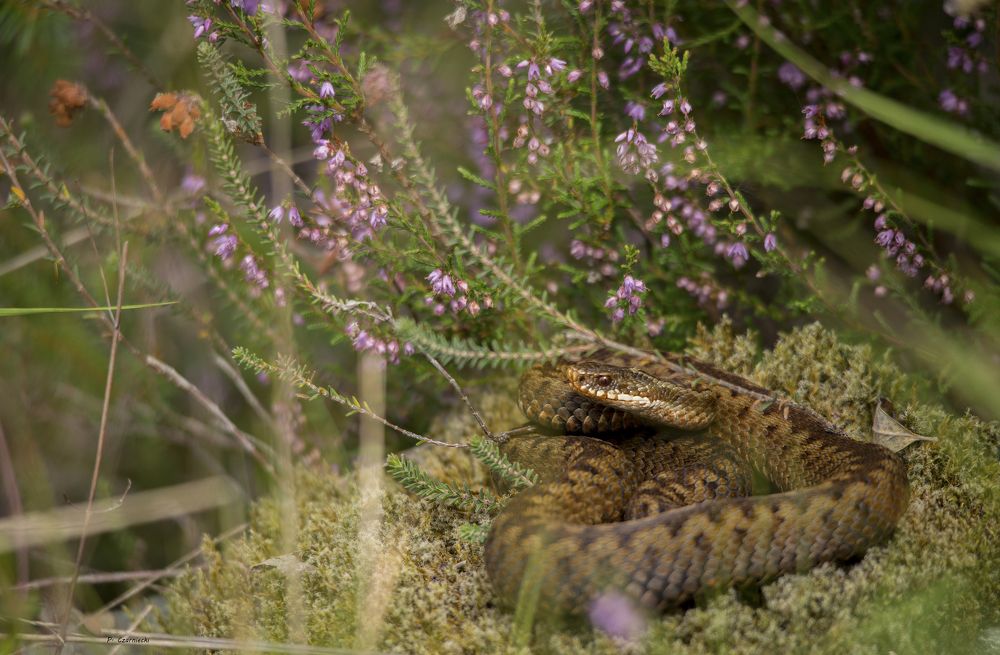 Vipera berus