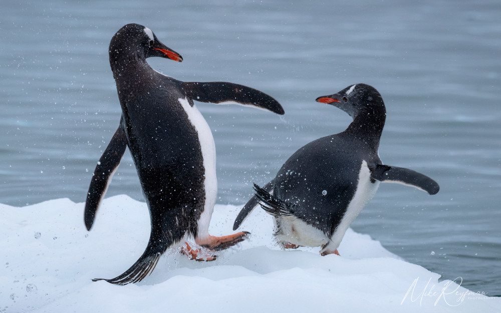 Playing Gentoo Penguins, Cuverville Island, Antarctica