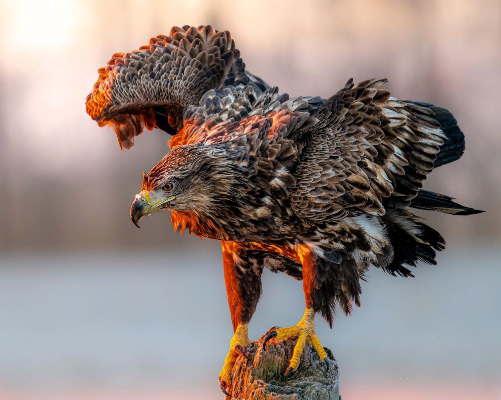 Eagles