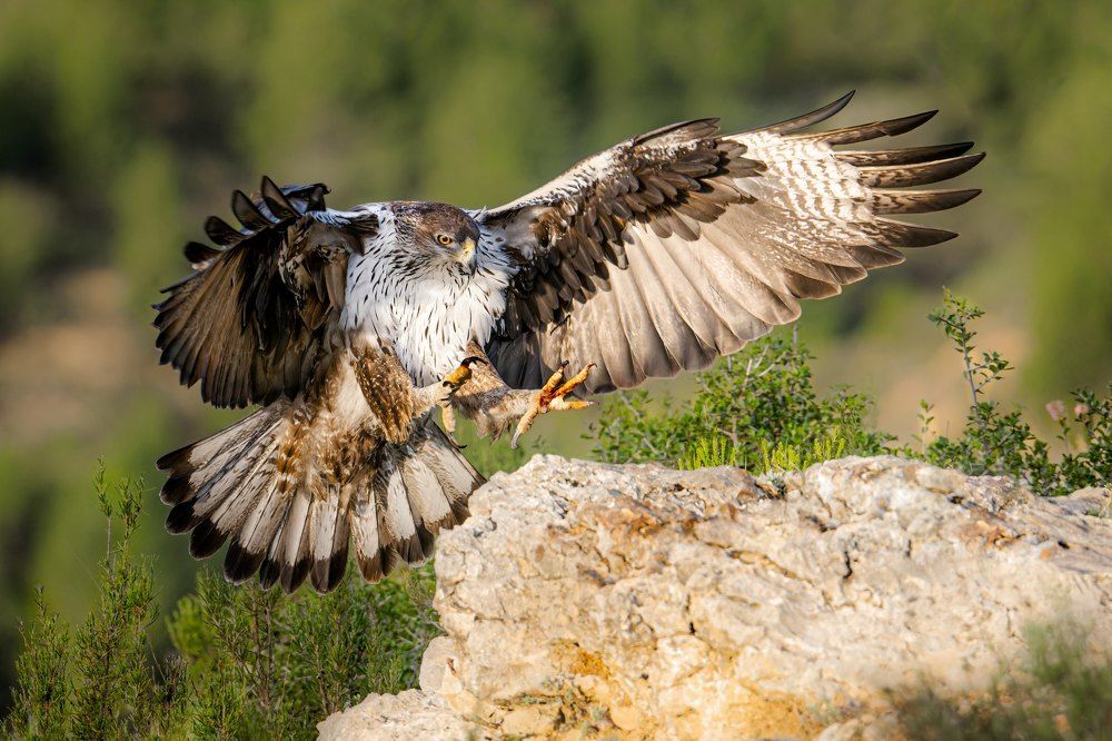 Eagles