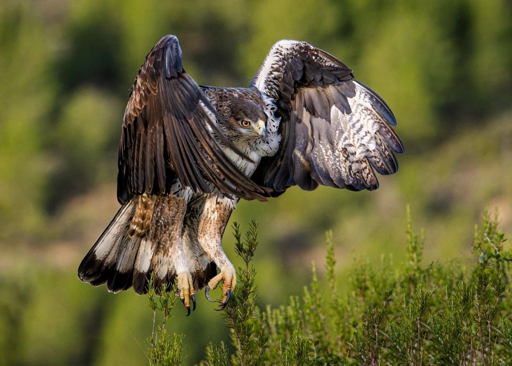 Eagles