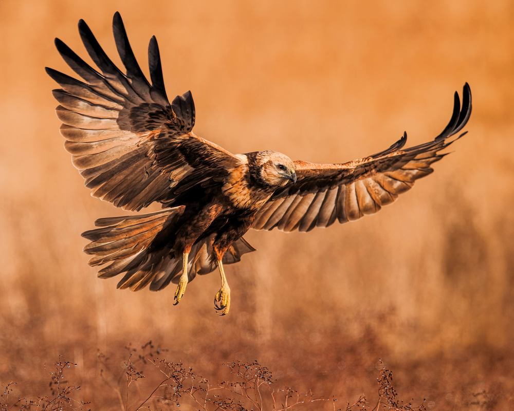 Eagles