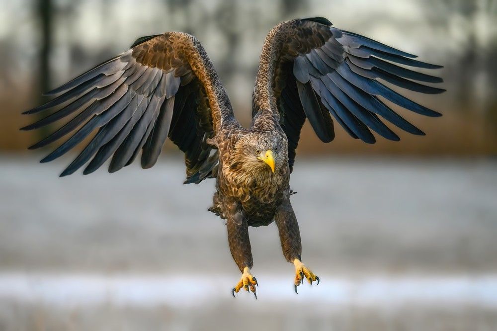 Eagles