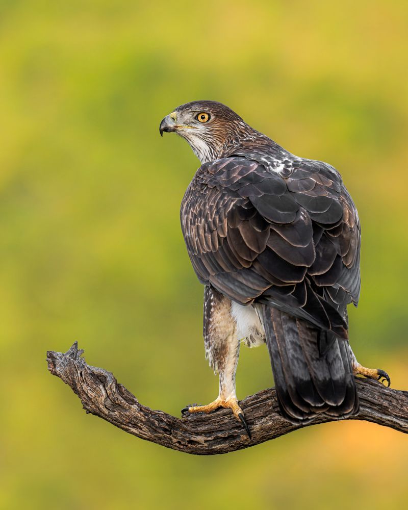 Eagles