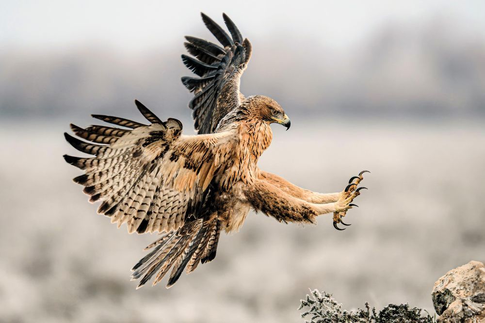 Eagles