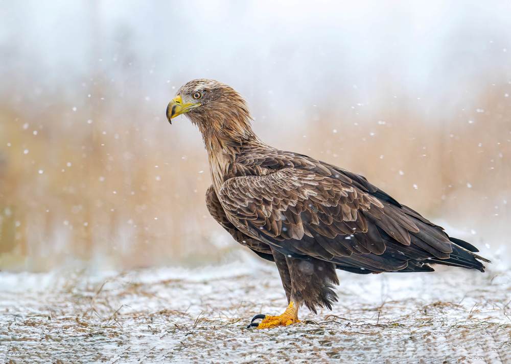 Eagles