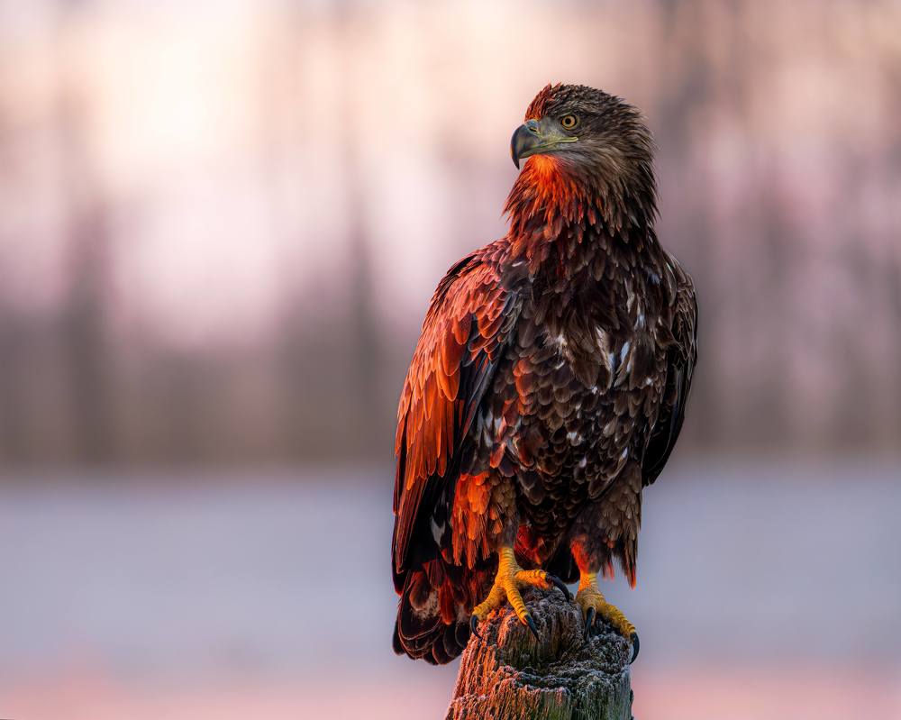 Eagles