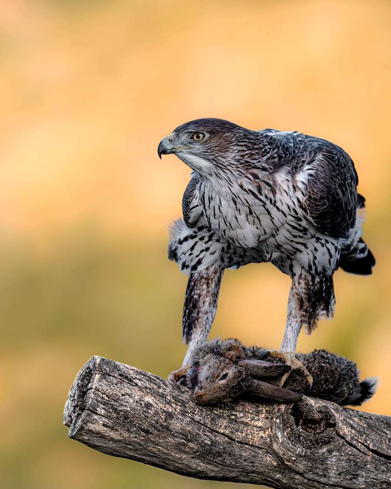Eagles