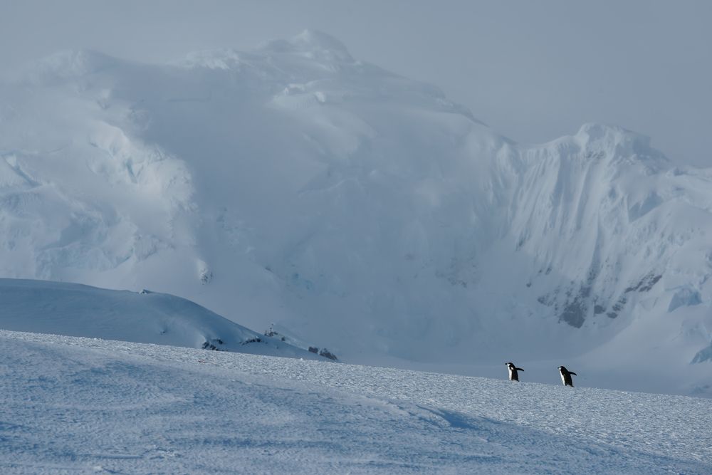 Chinstrap Penguins, Half Moon Island, Shetland Islands, Antarctica