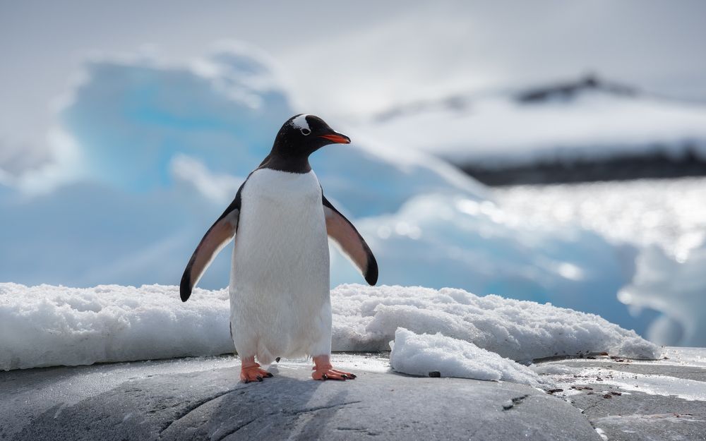Gentoo Penguin, Antarctica