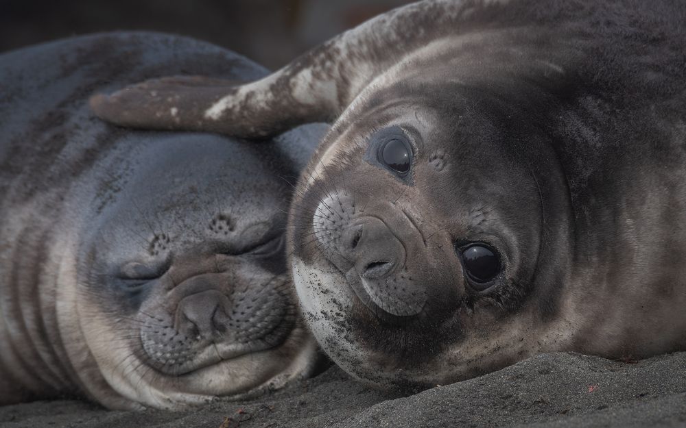 Elephant Seal pups, Half Moon Island, Shetland Islands, Antarctica