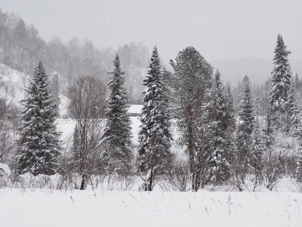 Снег