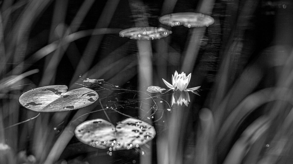 Black & White Landscape (almost)