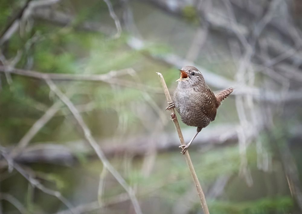 Photo 2552247