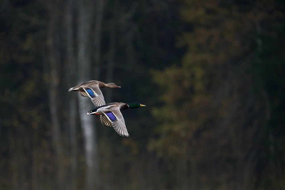 Photo 2552250