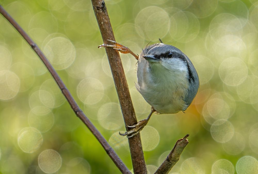 Photo 2552251