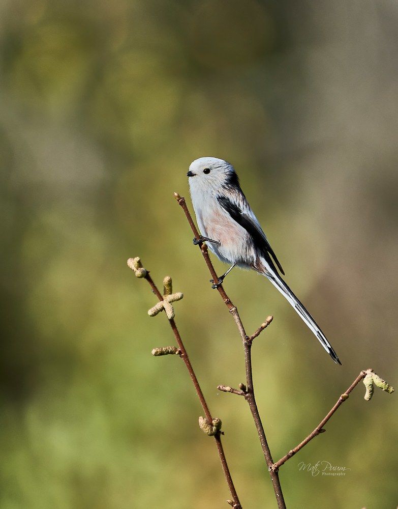 Photo 2552253