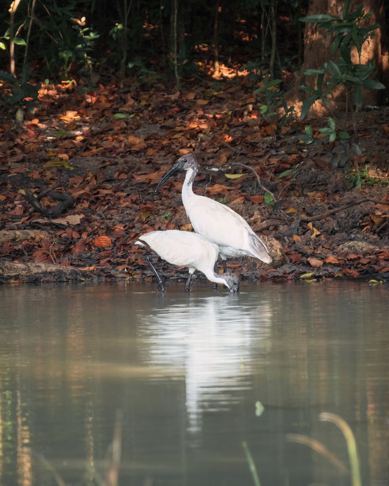 Threskiornis melanocephalus/ Черноголовые ибисы/ Black-headed ibis