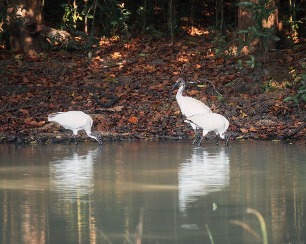Threskiornis melanocephalus/ Черноголовые ибисы/ Black-headed ibis