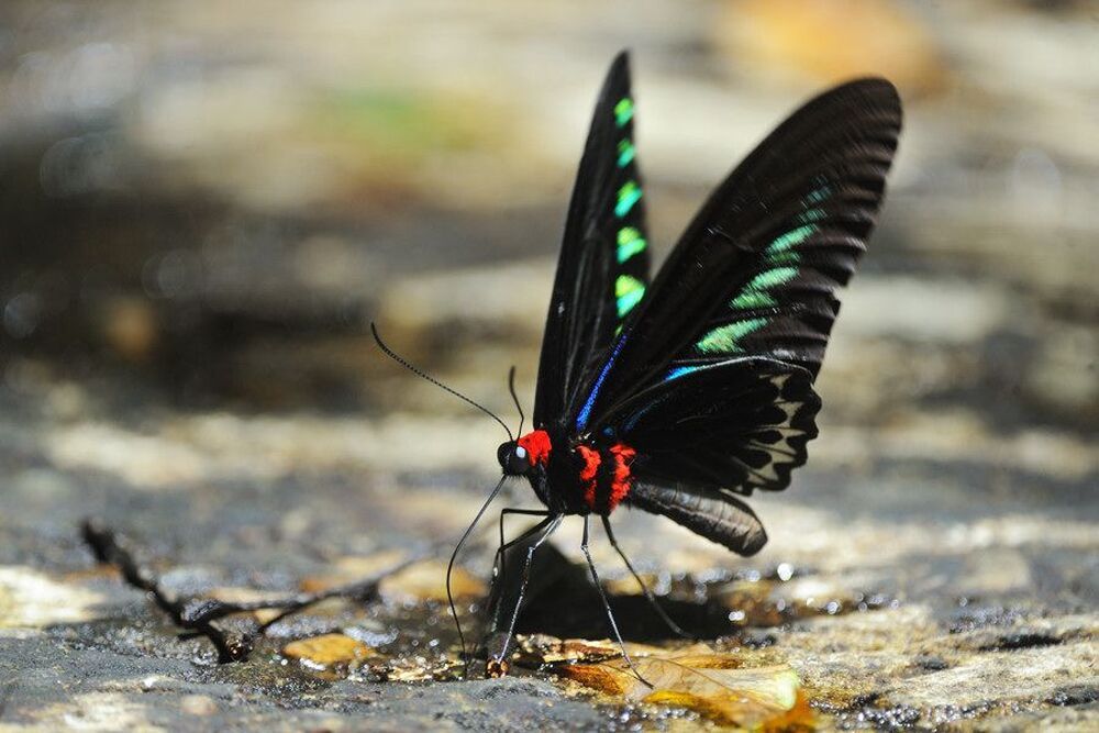 Трогоноптера Брука   Troides brookiana