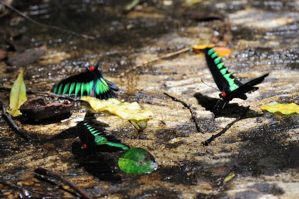 Трогоноптера Брука   Troides brookiana