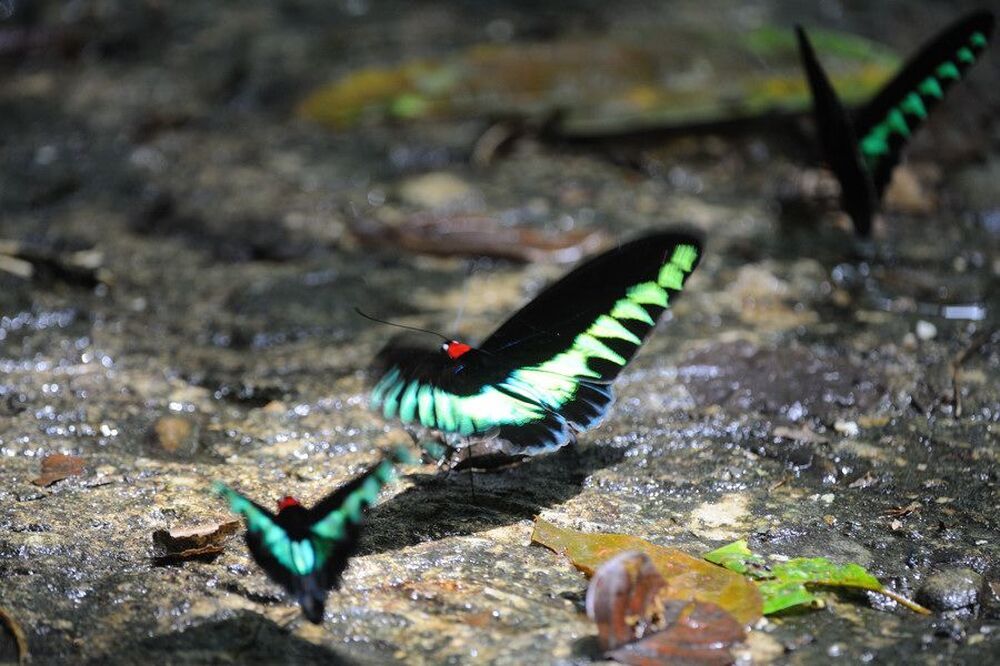 Трогоноптера Брука   Troides brookiana