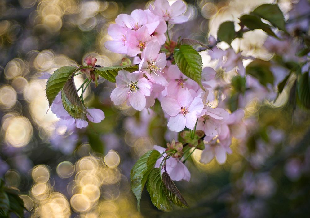 Цветение
