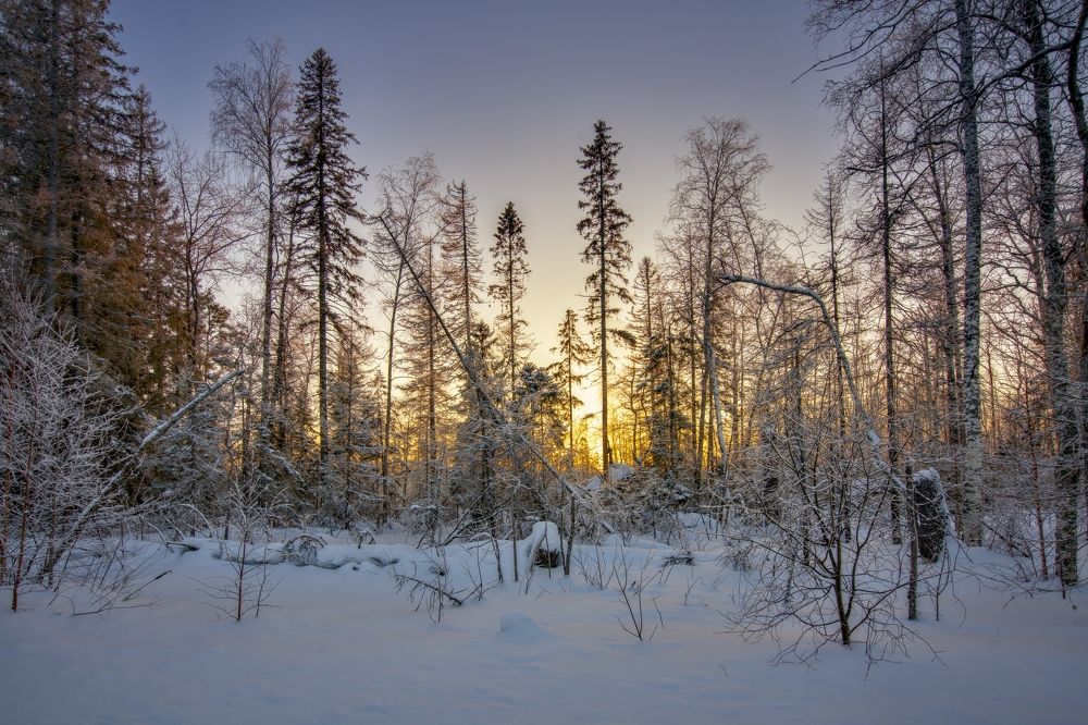 Зима в лесу