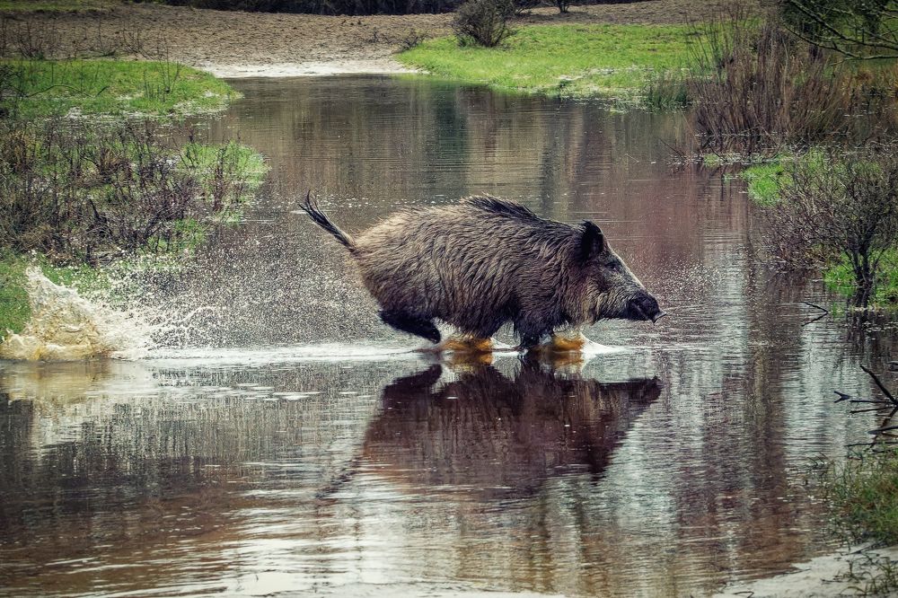 Wild Boar