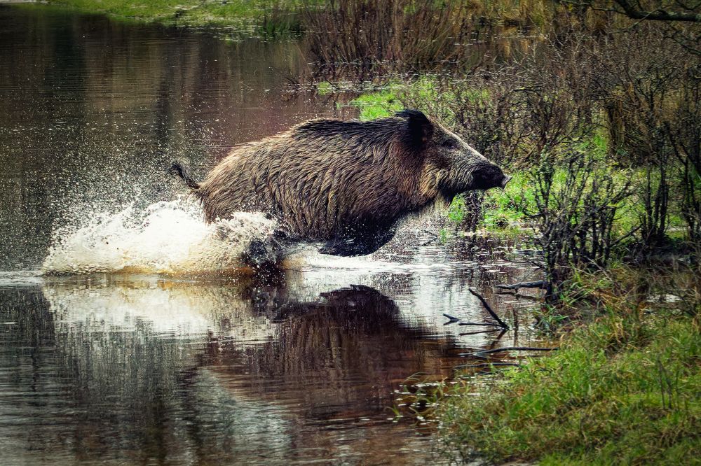 Wild Boar