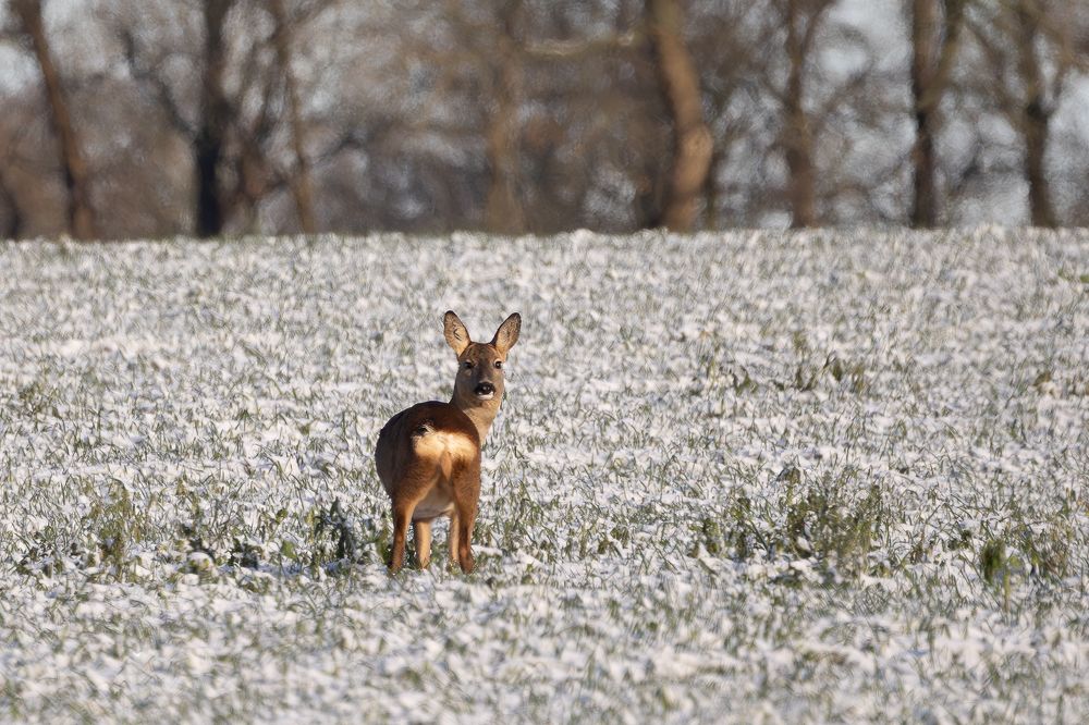 Roe Deer