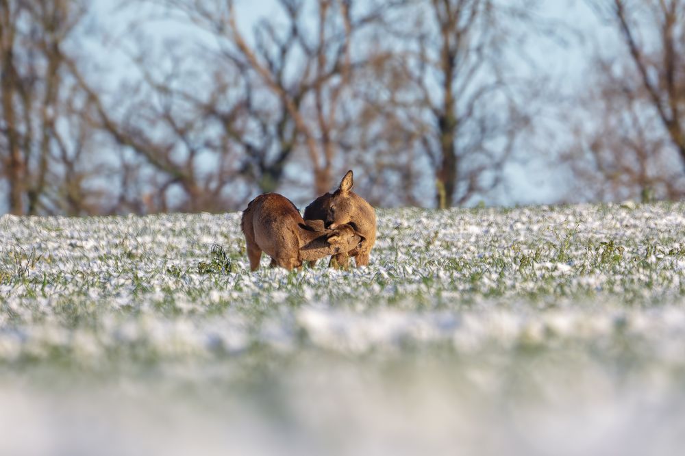 Roe Deer