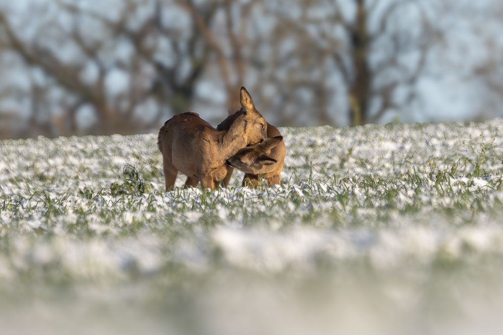 Roe Deer