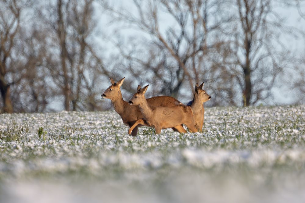 Roe Deer
