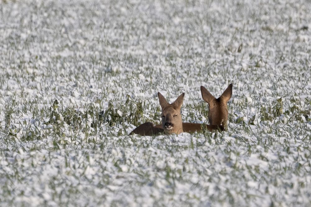 Roe Deer