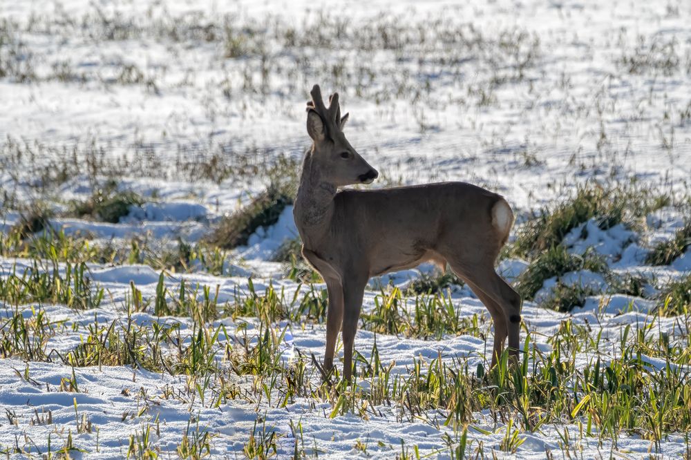 Roe Deer