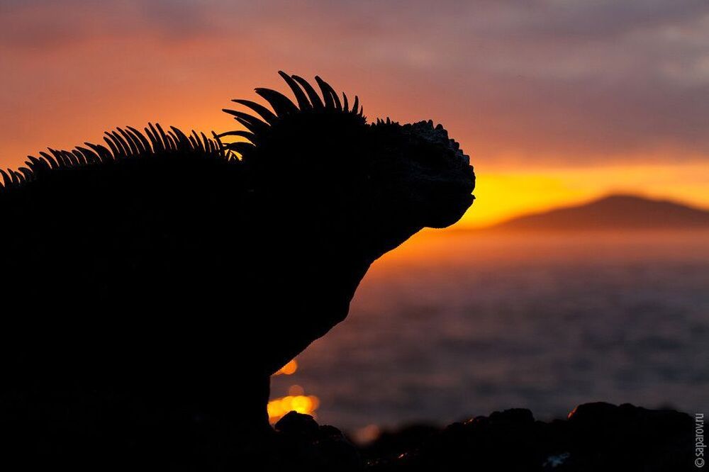 Iguana Marina de Galapagoss. Equador