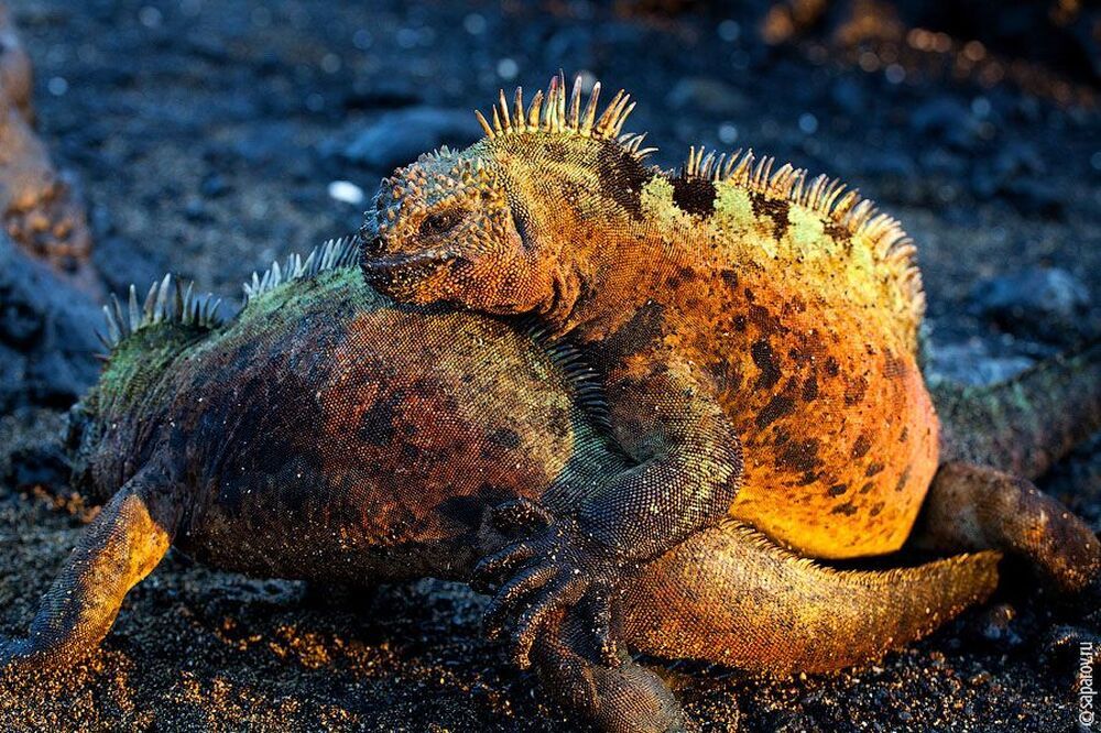 Iguanas Marinas de Galapagos. Equador