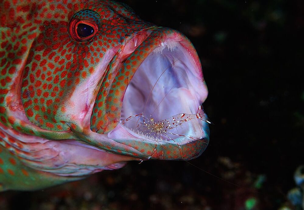 Anilao. UW . Rockfish. Чистим зубы.