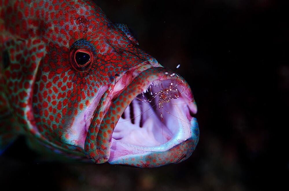 Anilao. UW . Rockfish. Чистим зубы.