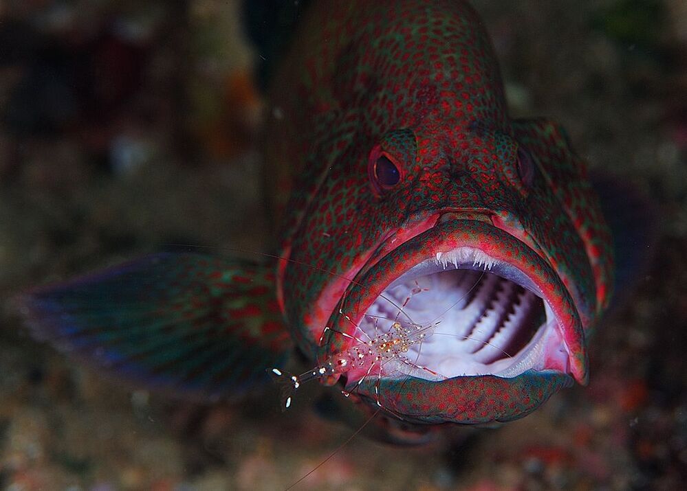 Anilao. UW . Rockfish. Чистим зубы.