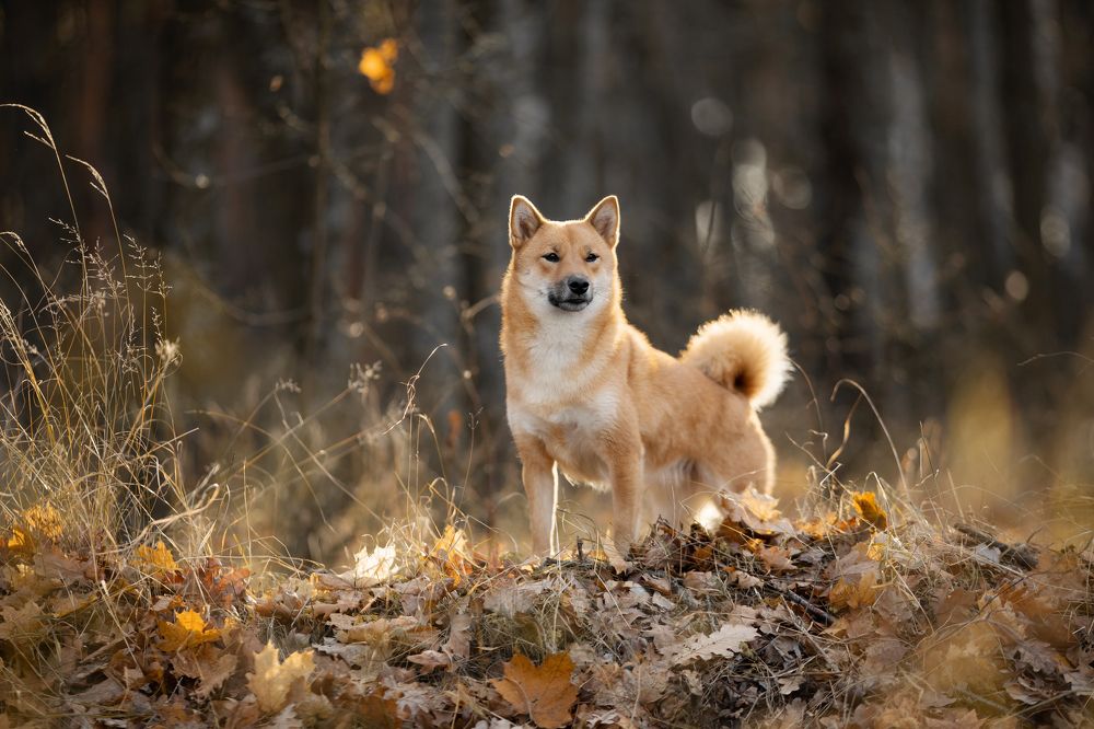 Photo 2572620