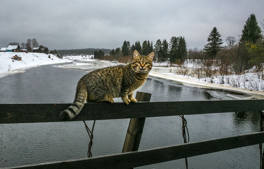 Кот со стальными... нервами.