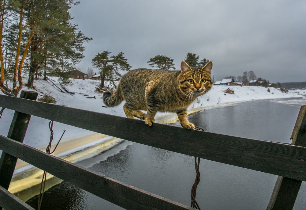 Кот со стальными... нервами.